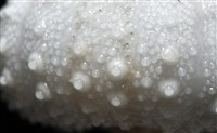 艾氏鋸海膽藏品圖，第12張