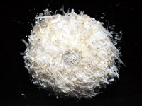 艾氏鋸海膽藏品圖，第13張
