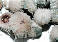 艾氏鋸海膽藏品圖，第17張
