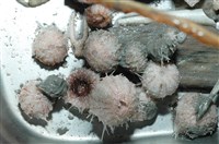 艾氏鋸海膽藏品圖，第18張