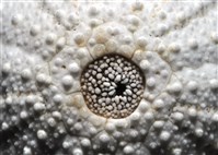 艾氏鋸海膽藏品圖，第3張