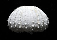 艾氏鋸海膽藏品圖，第4張
