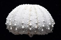 艾氏鋸海膽藏品圖，第5張