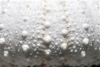 艾氏鋸海膽藏品圖，第6張