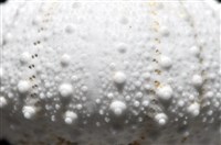 艾氏鋸海膽藏品圖，第7張