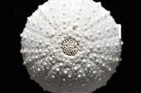 艾氏鋸海膽藏品圖，第10張
