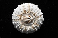 艾氏鋸海膽藏品圖，第12張