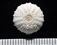 艾氏鋸海膽藏品圖，第13張