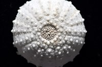 艾氏鋸海膽藏品圖，第14張