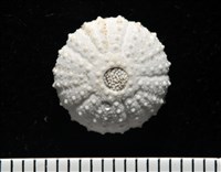 艾氏鋸海膽藏品圖，第16張