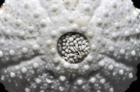 艾氏鋸海膽藏品圖，第17張