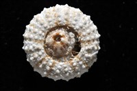 艾氏鋸海膽藏品圖，第19張