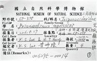 艾氏鋸海膽藏品圖，第20張