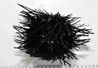 沙氏(藍環)冠海膽藏品圖，第1張