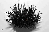 沙氏(藍環)冠海膽藏品圖，第3張