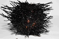 沙氏(藍環)冠海膽藏品圖，第4張
