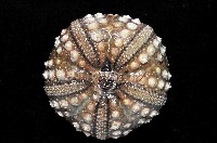 環刺棘海膽藏品圖，第3張