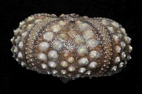 環刺棘海膽藏品圖，第4張
