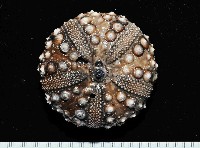 冠刺棘海膽藏品圖，第2張