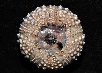 冠刺棘海膽藏品圖，第4張