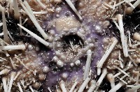 白棘三列海膽藏品圖，第2張