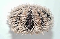 白棘三列海膽藏品圖，第3張