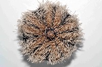 白棘三列海膽藏品圖，第4張