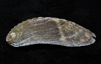 驢耳鮑螺藏品圖，第2張