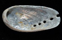 驢耳鮑螺藏品圖，第4張