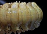 淡黃琉球帶馬陸藏品圖，第3張