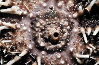 白棘三列海膽藏品圖，第2張