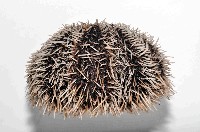 白棘三列海膽藏品圖，第3張