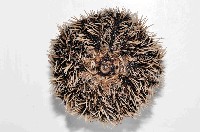 白棘三列海膽藏品圖，第4張