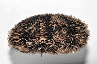 白棘三列海膽藏品圖，第4張