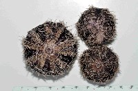 白棘三列海膽藏品圖，第1張