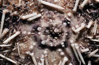 白棘三列海膽藏品圖，第2張