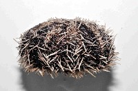 白棘三列海膽藏品圖，第3張