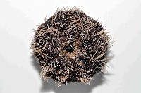 白棘三列海膽藏品圖，第4張