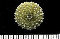 紫海膽藏品圖，第2張
