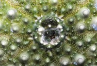 紫海膽藏品圖，第3張