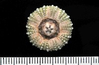 紫海膽藏品圖，第4張