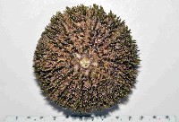 喇叭毒棘海膽藏品圖，第1張