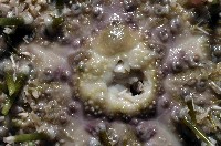喇叭毒棘海膽藏品圖，第2張
