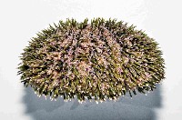 喇叭毒棘海膽藏品圖，第4張