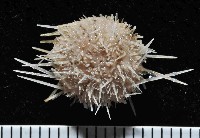 未知種鋸海膽藏品圖，第1張