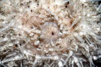 未知種鋸海膽藏品圖，第2張