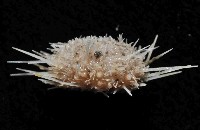 未知種鋸海膽藏品圖，第3張