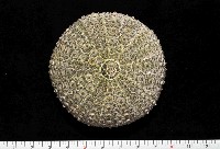 紫海膽藏品圖，第1張