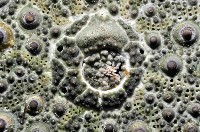紫海膽藏品圖，第2張