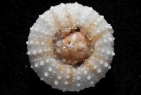 艾氏鋸海膽藏品圖，第3張